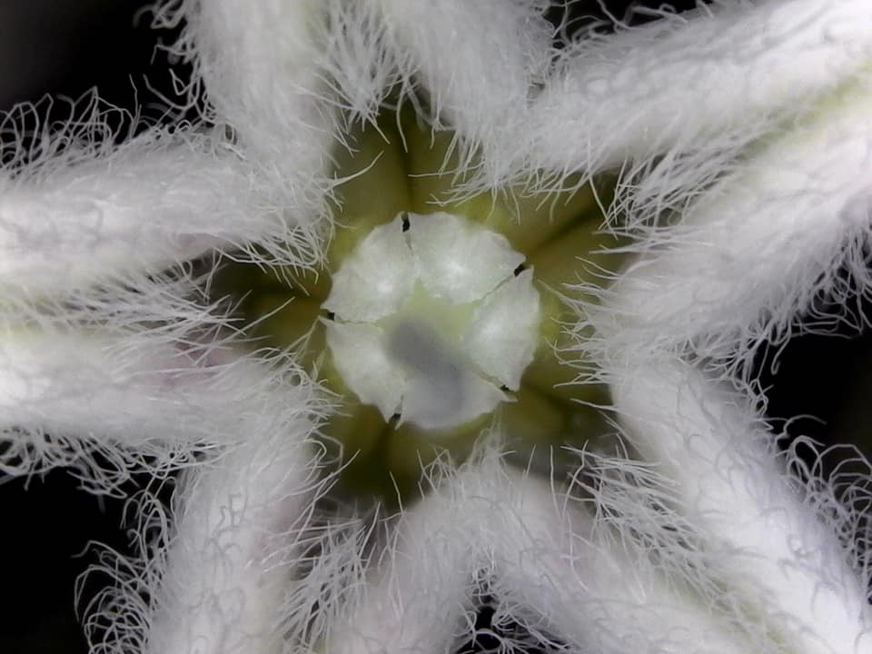 大井川流域の植物 | ひまうじろぐ