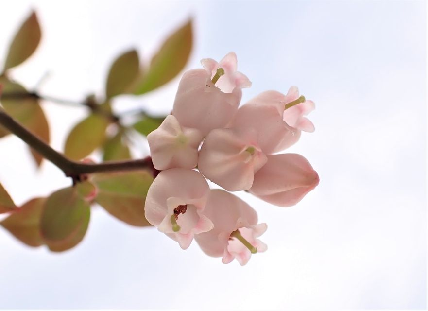 大井川流域の植物 | ひまうじろぐ